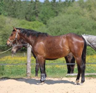 Casallo z pouliche de qualitié