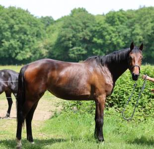 Puledra sella francese in vendita 2023 baio ,  casallo z
