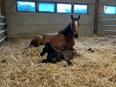 Poulinière zangersheide  ,souche vigo d’arsouilles ,8y 