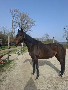 Jument poulinière à vendre 