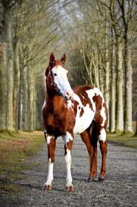 Stallion Paint For sale 2021 Overo