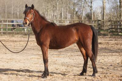 Belle ponette new forest 2 ans taille d