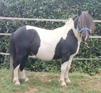 Stallion Shetland Pony For sale 2016 Coloured