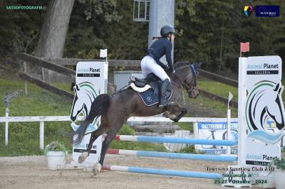 Pony roano maschio 2017 salto ostacoli