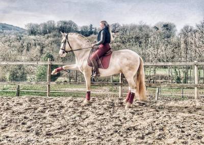 Presidente de jarama - pre pure spanish bred 2016 by serrano uno