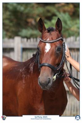 Stallion French Saddle Pony For sale 2021 Bay