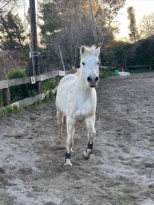 Merrie Andere pony rassen Half pension 2010 Schimmel