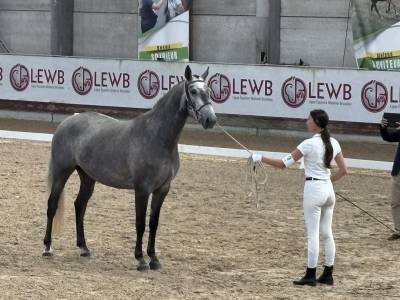 Merrie Lusitano Te koop 2021 Schimmel ,  Furacao II Sernadin