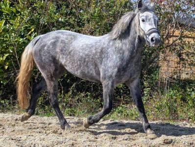 Super ponette à vendre de 6 ans sortie en cso