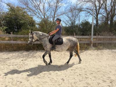 Super ponette à vendre de 6 ans sortie en cso