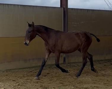 Potra pura raza española