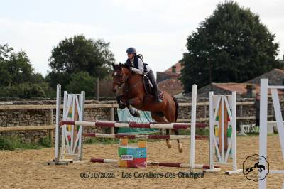 Merrie Franse rijpony PFS Te koop 2015 Donker bruin / bai ,  INTERMEDE A BORD