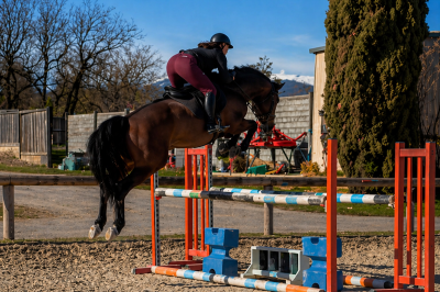 Intero origine non conosciuta  in vendita 2020 baio scuro