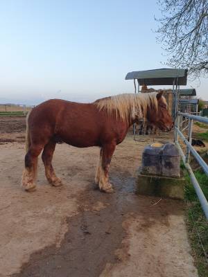 Gelding comtois for sale 2023 chesnut