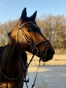 à vendre hongre 10 ans cso