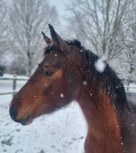 Merrie Connemara Te koop 2022 Donker bruin / bai ,  WESTIDE MIRAH II