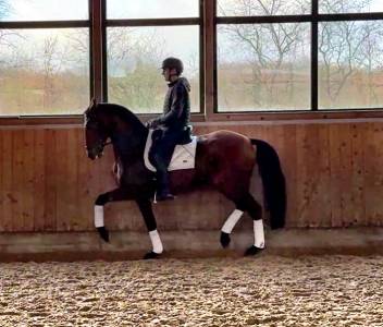 Ruin Lusitano Te koop 2015 Bruin ,  zimbro