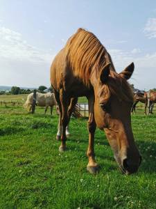 Jument anglo-arabe 11 ans