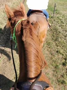 Jument anglo-arabe 11 ans