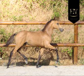 Potro kwpn caballo de deporte neerlandés en venta 2026 isabelo por qaside md