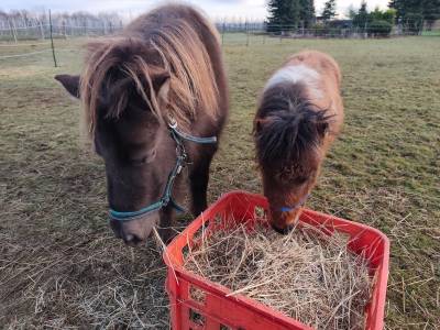 Poulain amha / nmprs pie  (30/04/25)