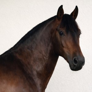 Un cheval à la personnalité vraiment à part.