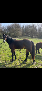 Ruin Franse rijpony PFS Te koop 2023 Bruin / Bai ,  Joyau d&rsquo;hurl&rsquo;vent, PFS