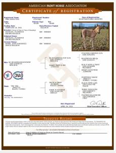 Pouliche paint horse pp