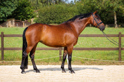 Jument - KWPN - 10 ans - Dressage - France