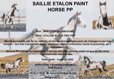 Liberty looking pep : saillie étalon paint horse