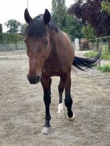 Demi/quart‑pension