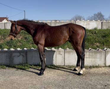 Gelding selle français for sale 2023 bay