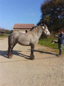 Potranca origine constatée en venta 2022 tordo por horse du lac