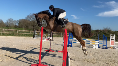 Gelding Selle Fran&ccedil;ais For sale 2021 Liver chestnut