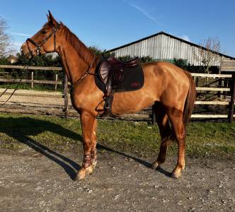 Gelding Selle Fran&ccedil;ais For sale 2022 Chesnut