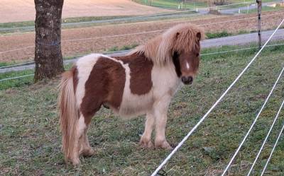 Veulen (ml) Shetland Te koop 2025 Bont ,  INDY d'ARGON