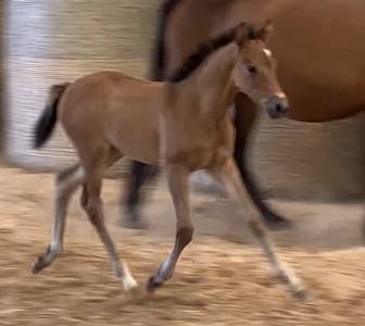 Veulen (vr) Franse rijpony PFS Te koop 2025 Donker bruin / bai ,  Jump like stroller