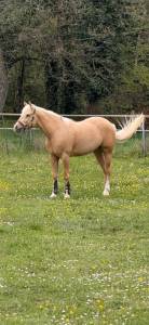 Gelding Quarter For sale 2020 Palomino