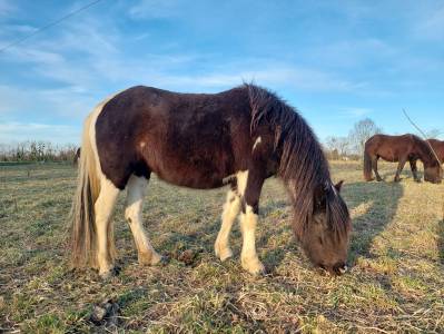 Mare Pottok  For sale 2023 Coloured