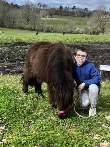 Gelding Shetland Pony For sale 2024 Bay