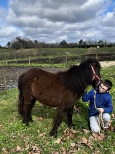 Gelding Shetland Pony For sale 2024 Bay