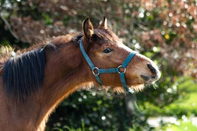 Veulen (ml) Welsh Partbred Te koop 2025 Donker bruin / bai ,  GREATSTAR EMBET TILIA