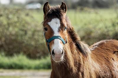 Veulen (vr) Franse rijpony PFS Te koop 2025 Donker bruin / bai ,  GREATSTAR EMBET TILIA