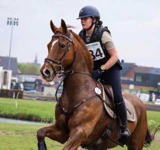 Cheval à vendre cce