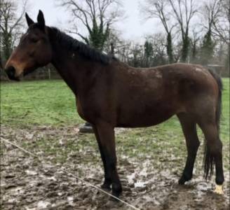 Pouliniere sf par ideal de la loge