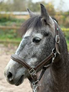 Mare French Saddle Pony For sale 2021 Grey