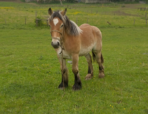 Trait ardennais : hongre trait ardennais docile