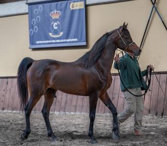Eminem Mandorlati - Etalon arab origine Australienne 