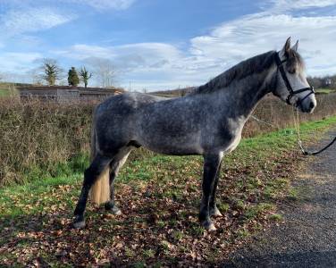 Galion de minuit - connemara 2016 por granit'boy pondi