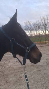 Castrone australian stock horse in vendita 2018 baio